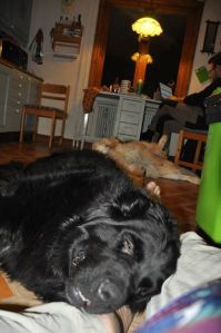 10857832_10152912599790011_1835891953862980970_n