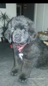 478097_10151193334329473_726128320_o