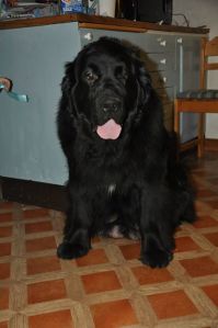 522110_10152912598085011_7623252596124312245_n