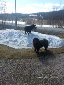 921353_10151436605219473_907080813_o